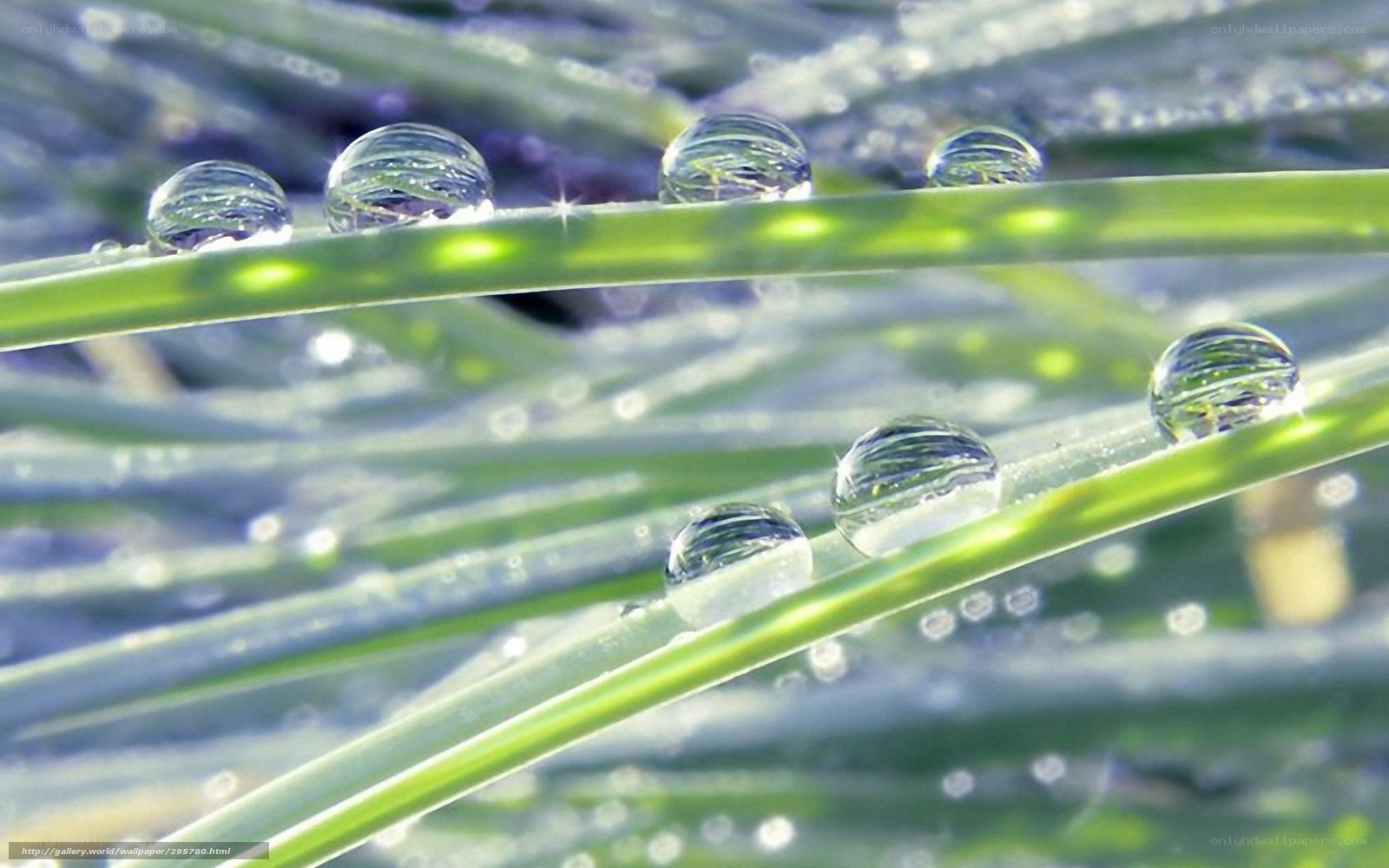 Dew drops on green grass