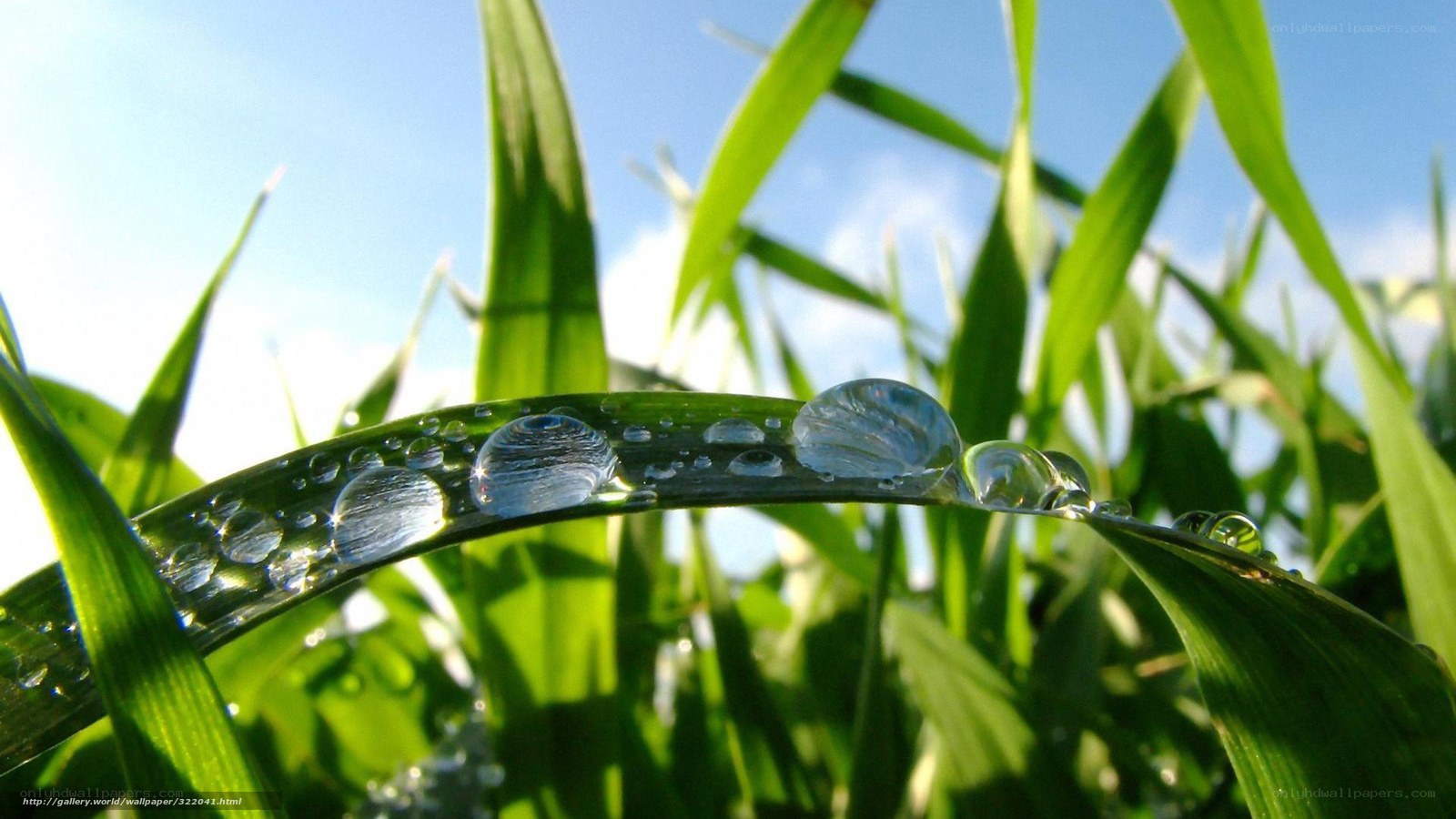 Dew drops on green grass