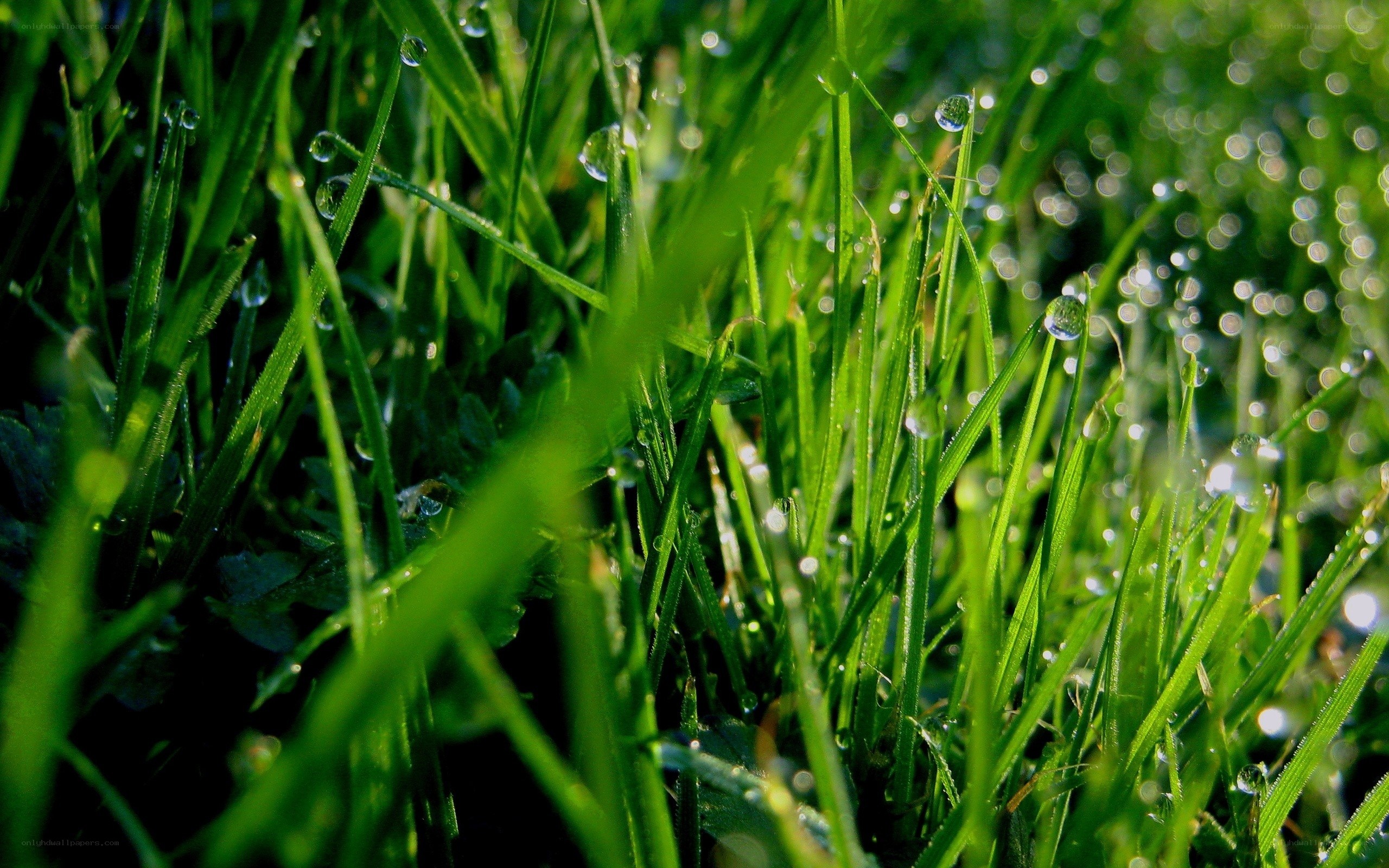 Dew drops on green grass