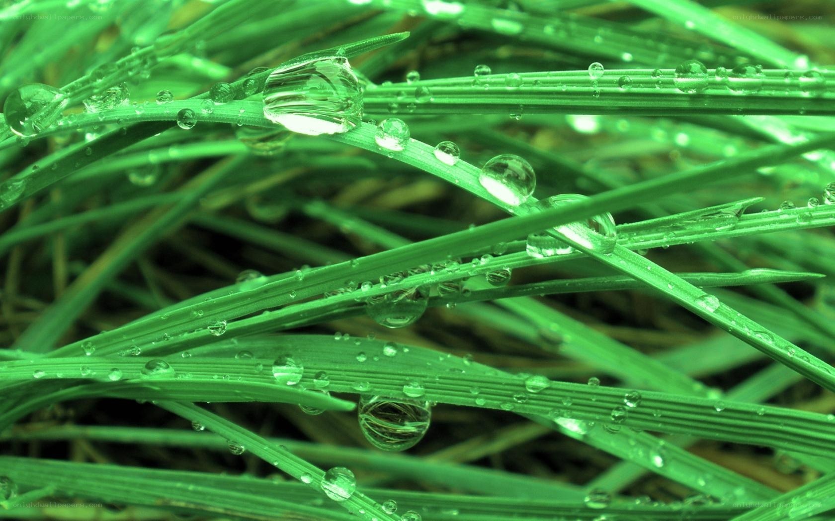 Dew drops on green grass