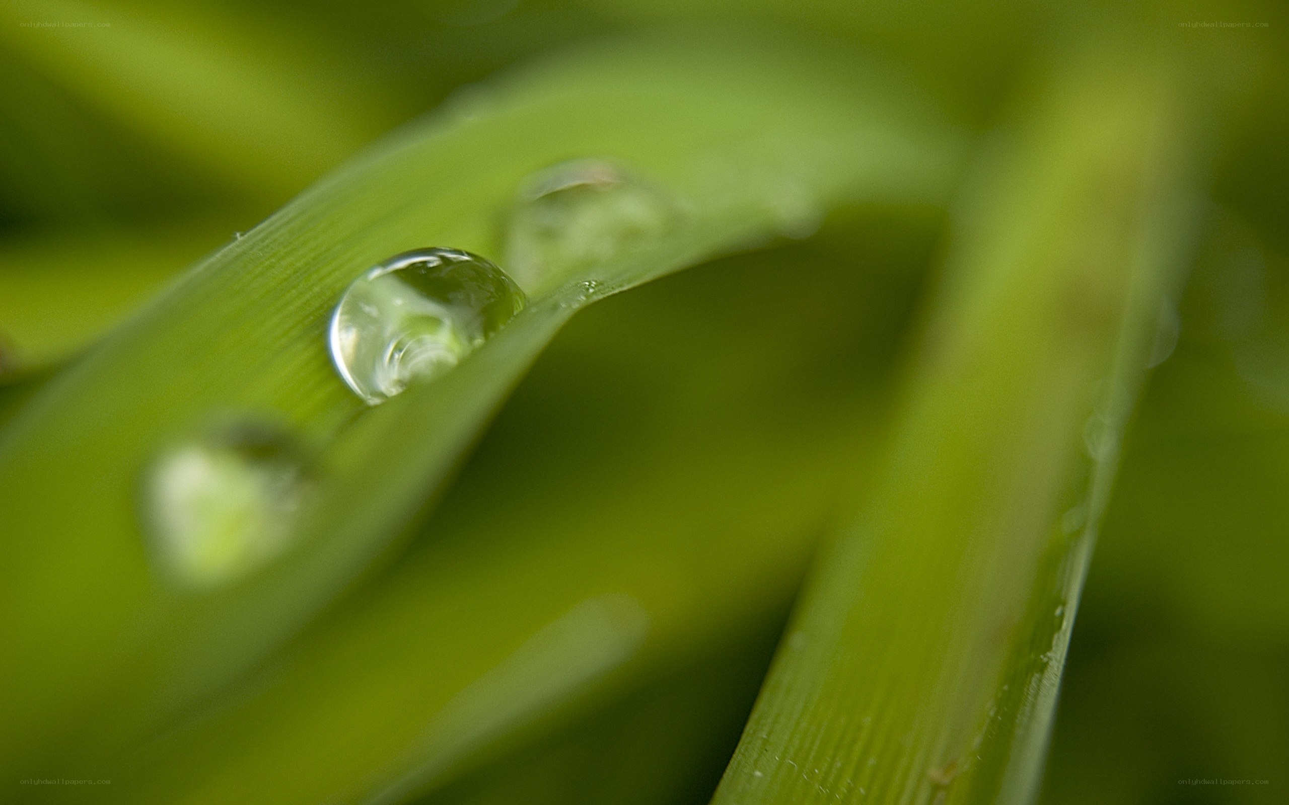 Dew drops on green grass