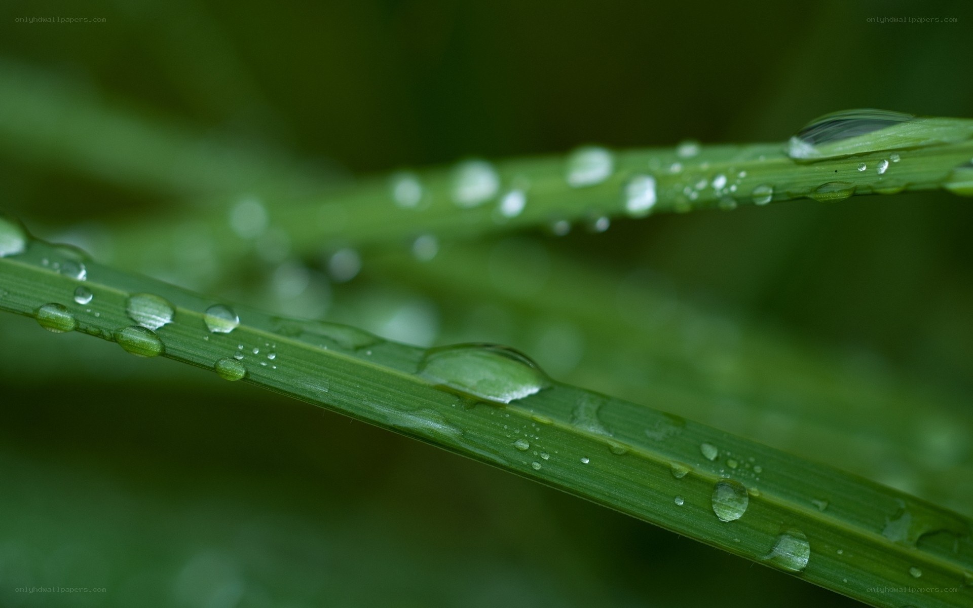Dew drops on green grass