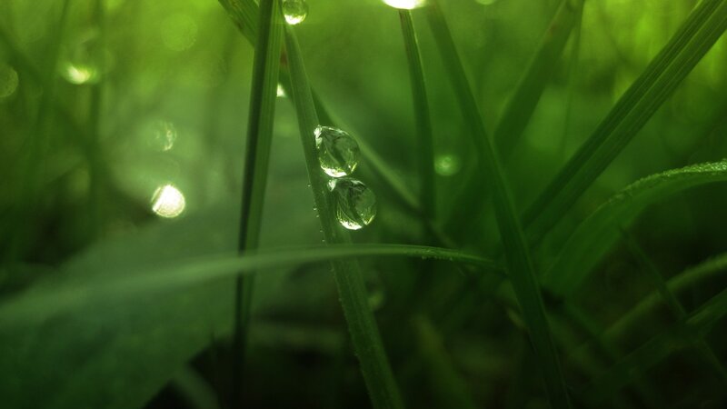 Dew drops on green grass