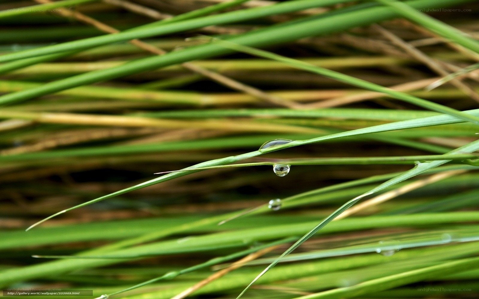Dew drops on green grass