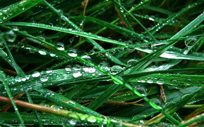Dew drops on green grass