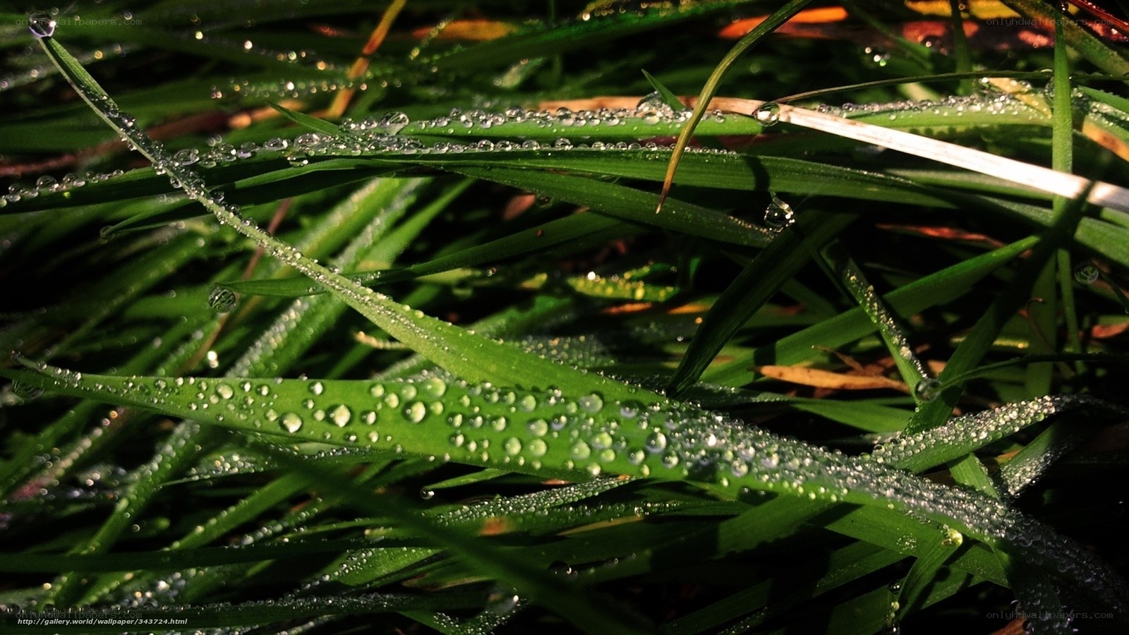 Dew drops on green grass