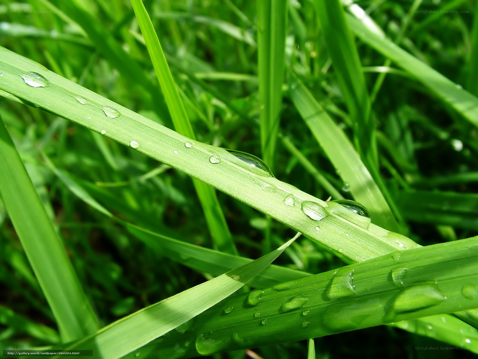 Dew drops on green grass
