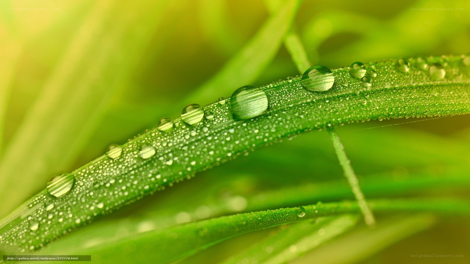 Dew drops on green grass
