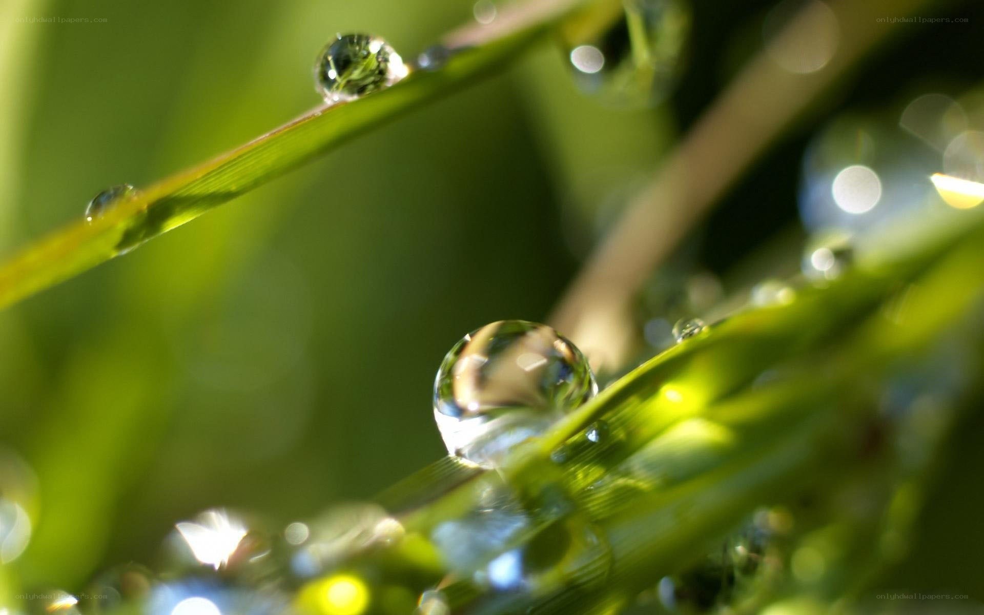 Dew drops on green grass