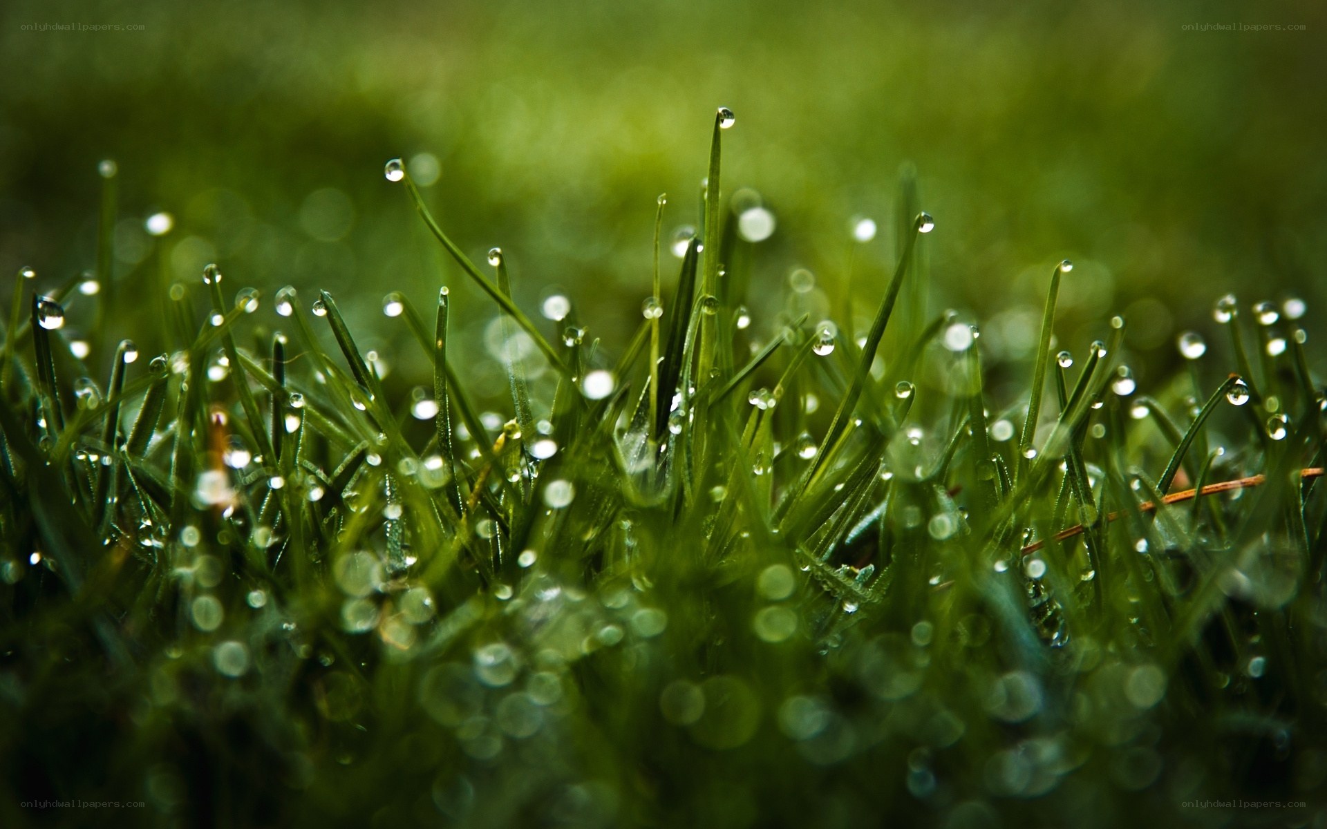 Dew drops on green grass