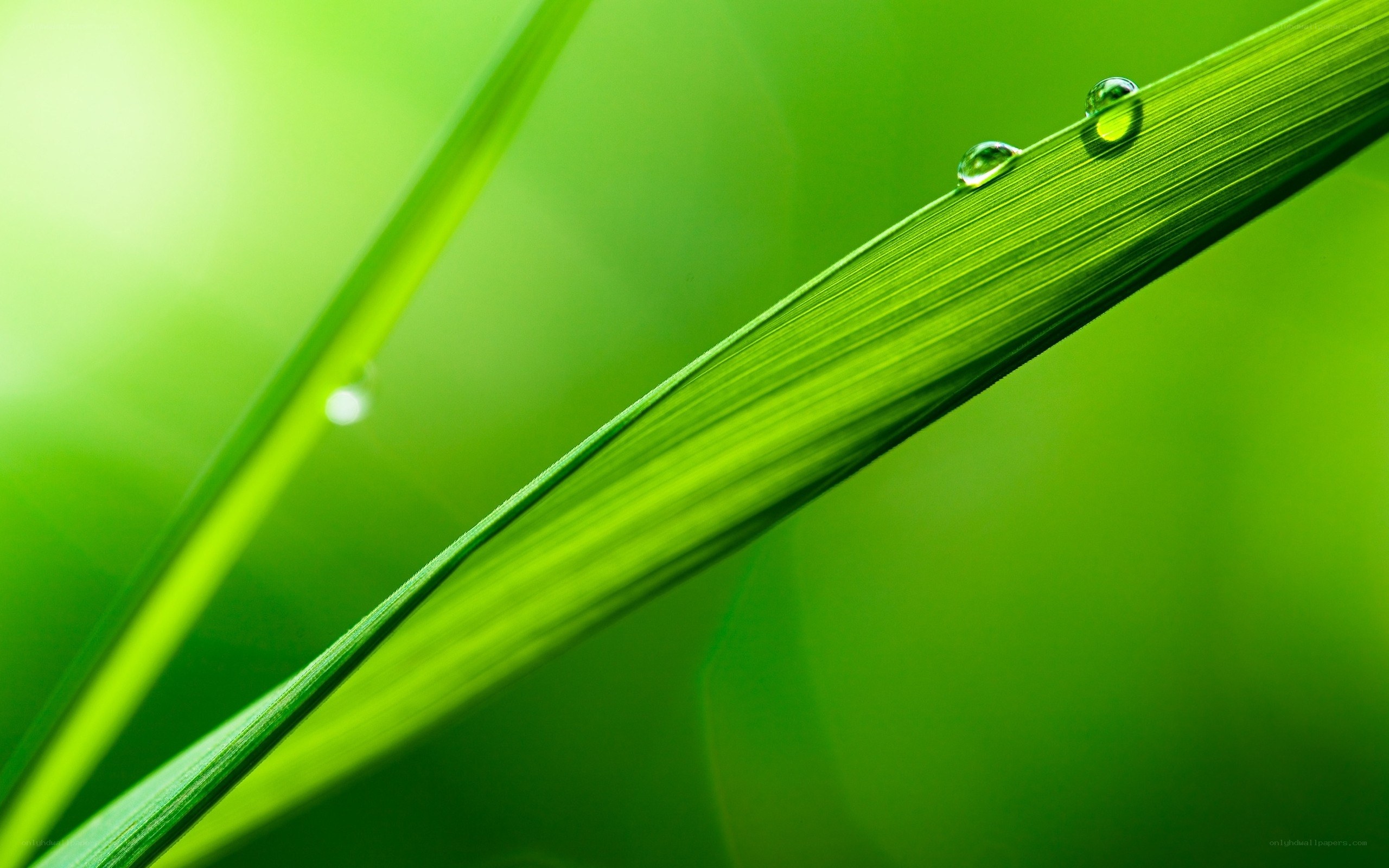 Dew drops on green grass