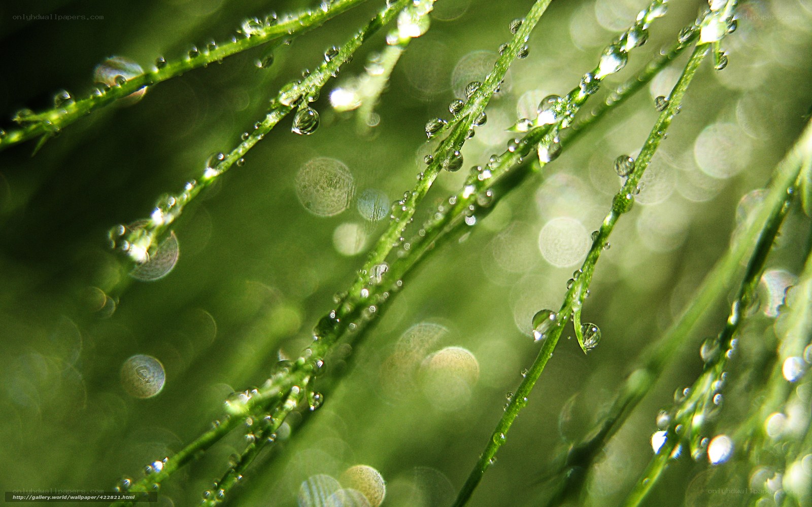Dew drops on green grass