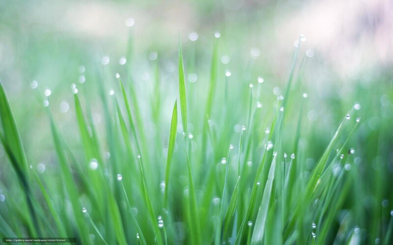 Dew drops on green grass