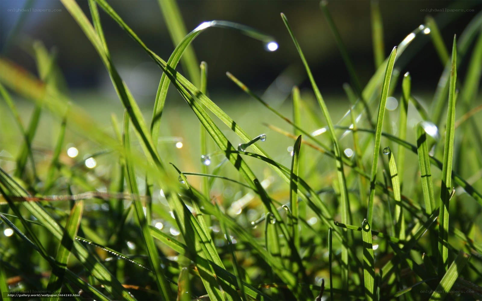 Dew drops on green grass