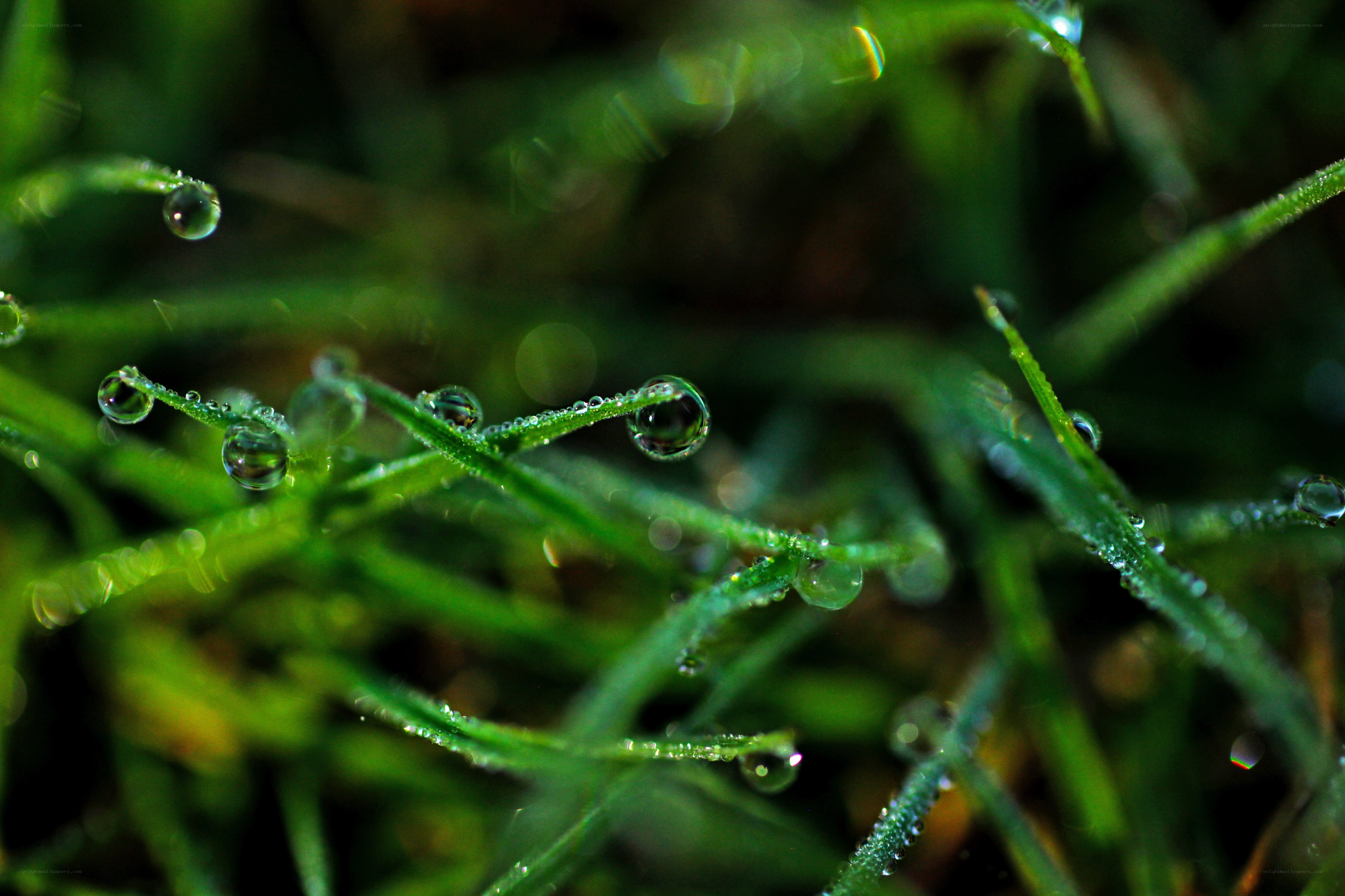 Dew drops on green grass