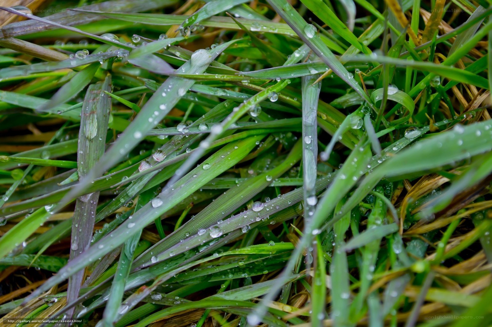 Dew drops on green grass