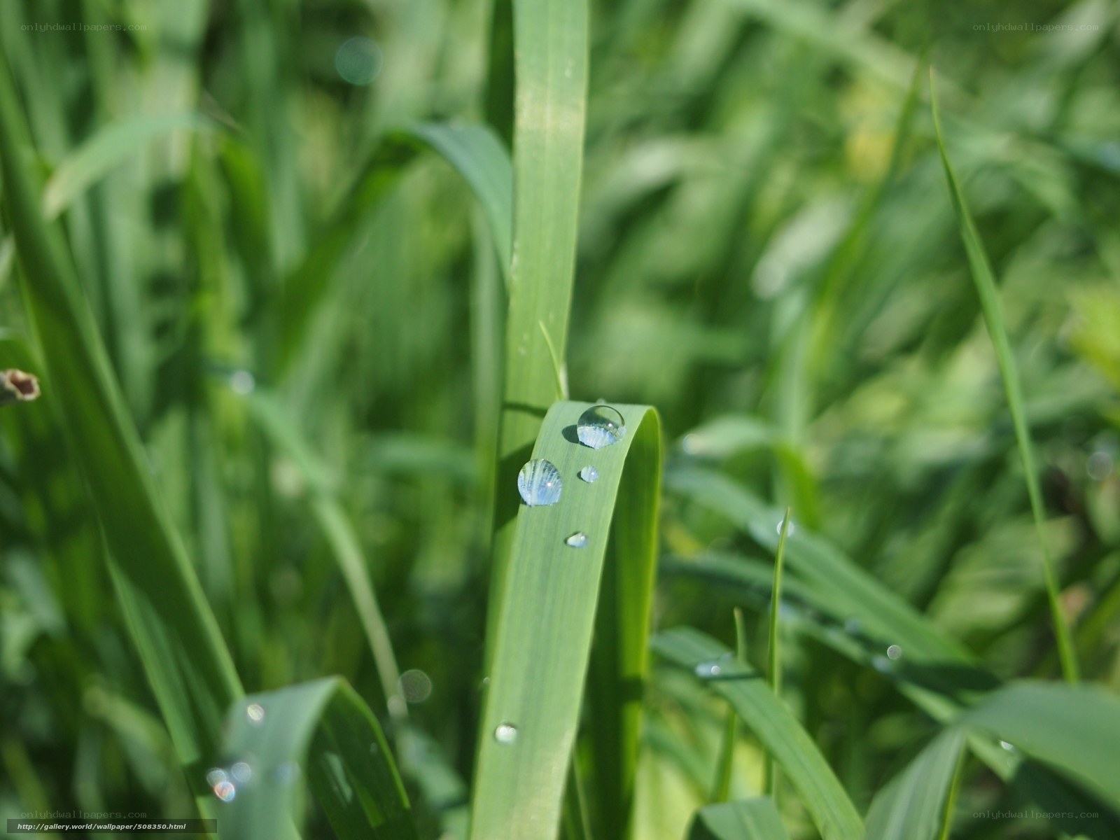 Dew drops on green grass