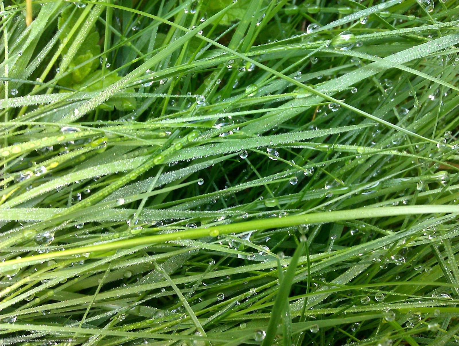 Dew drops on green grass