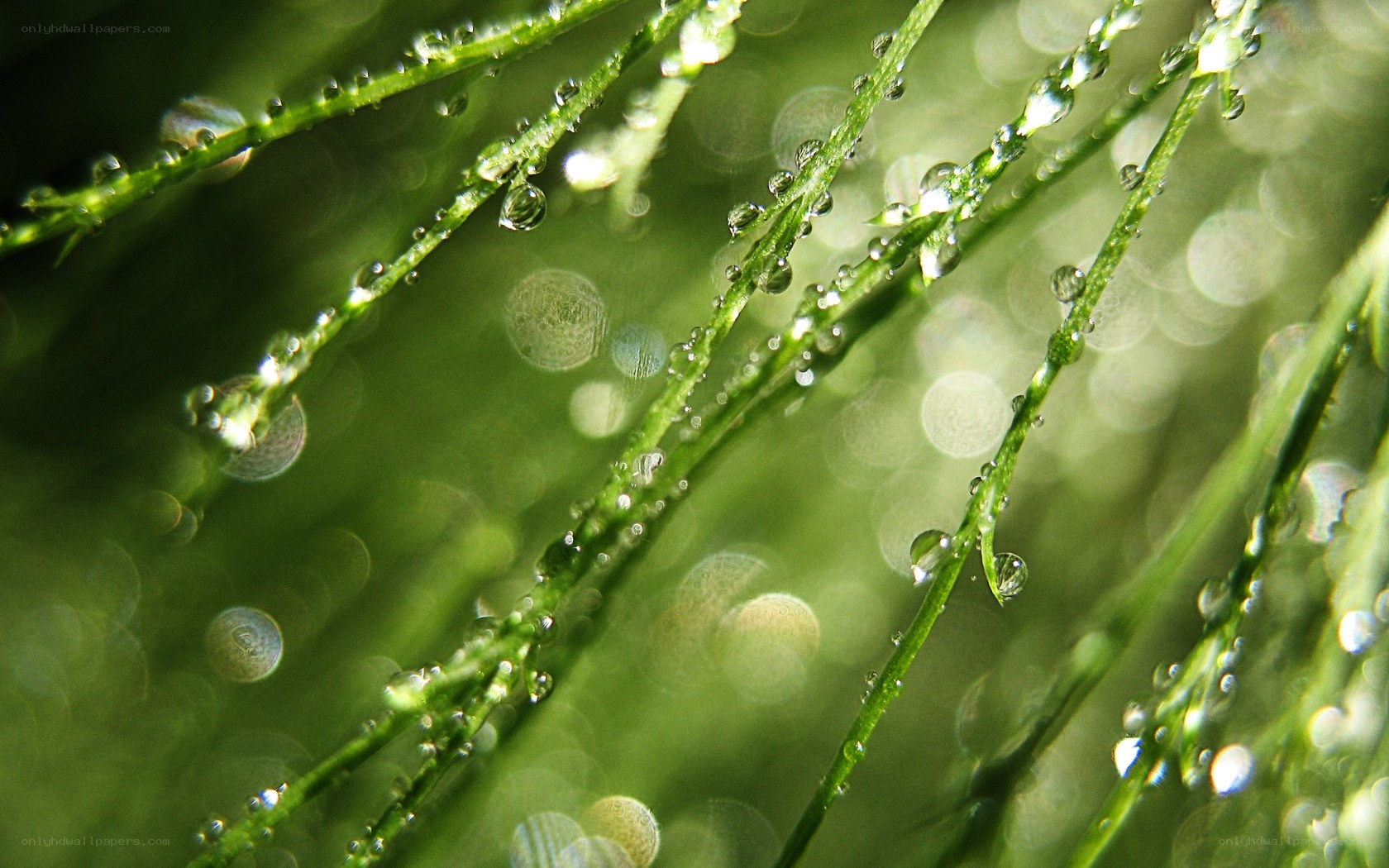 Dew drops on green grass