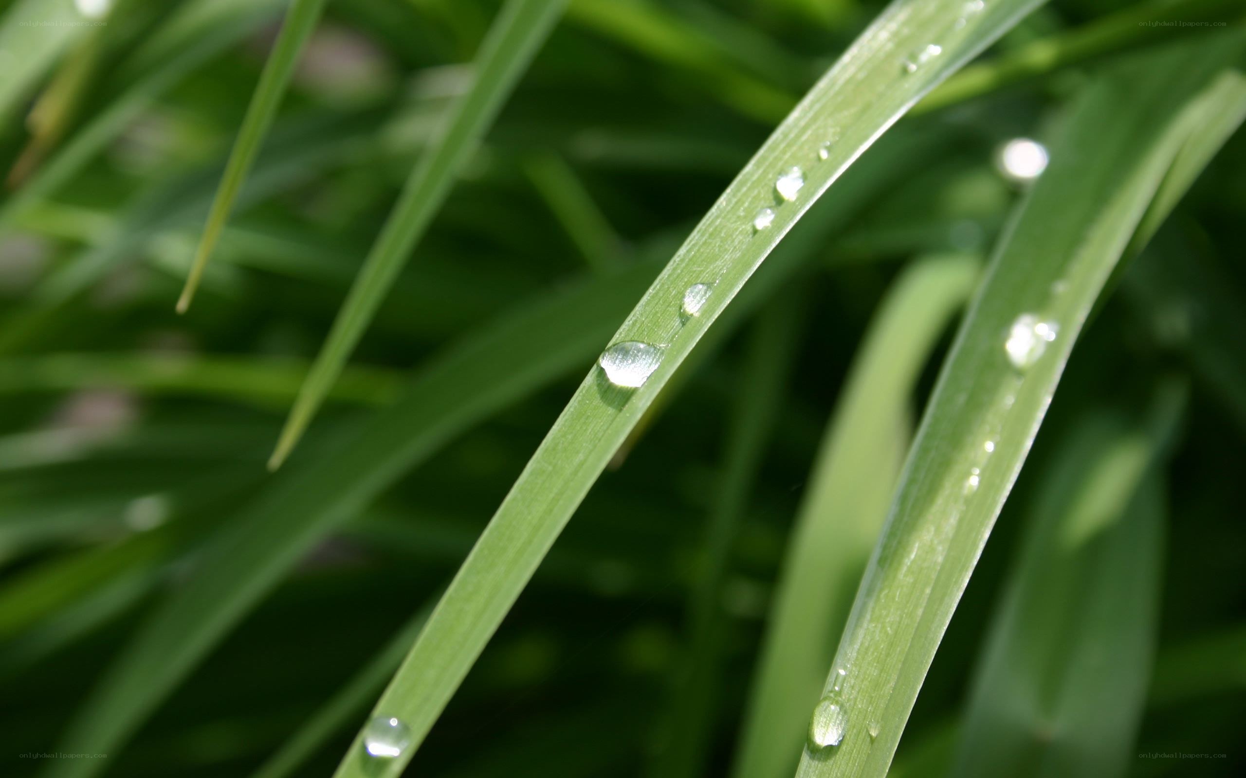 Dew drops on green grass