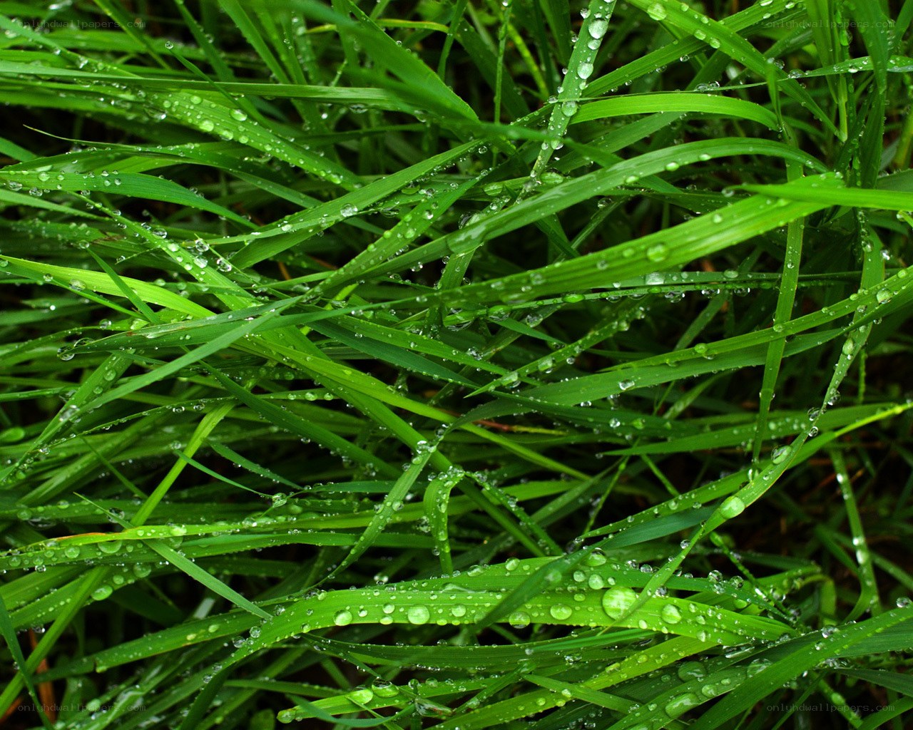 Dew drops on green grass