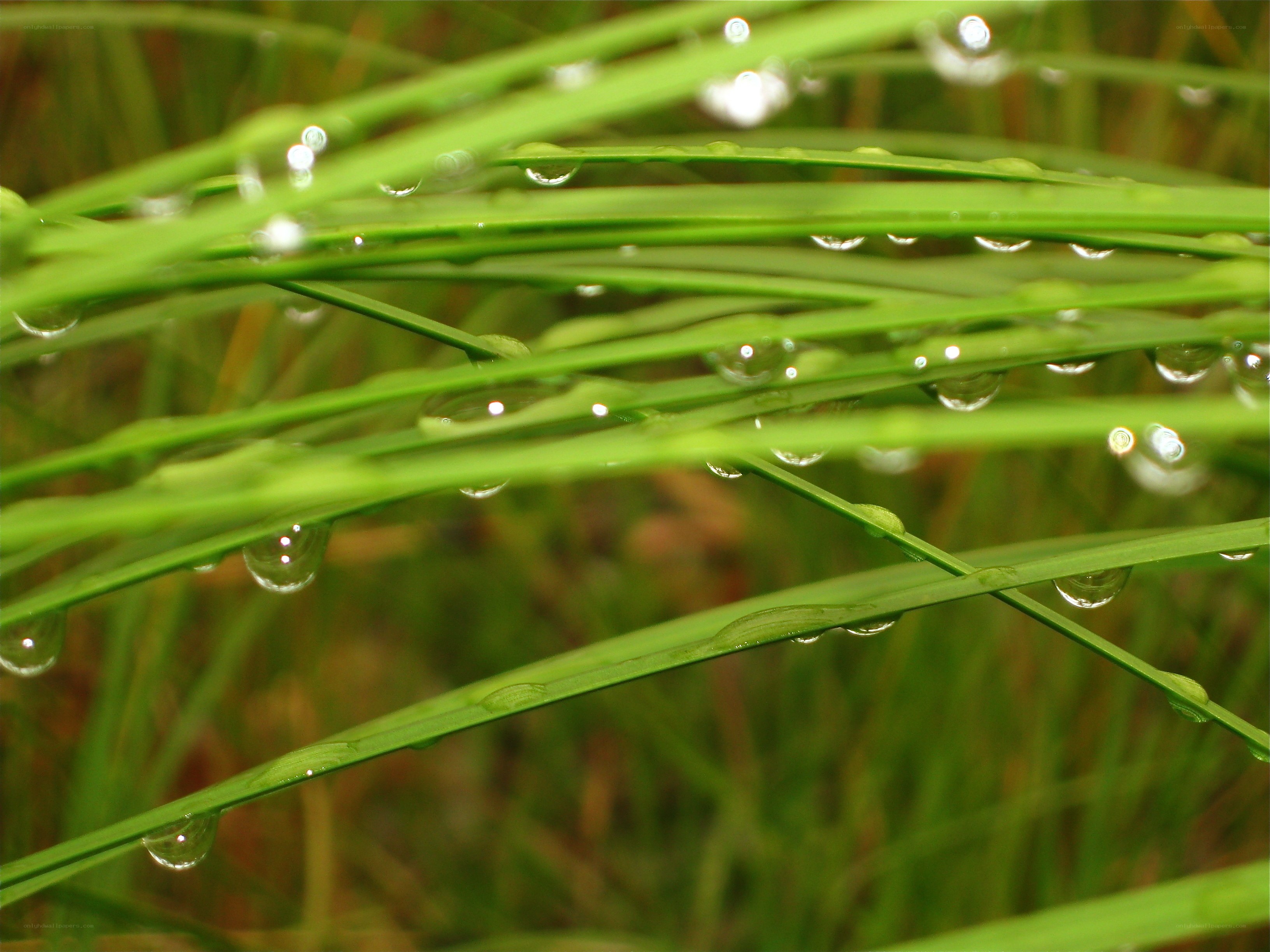 Dew drops on green grass