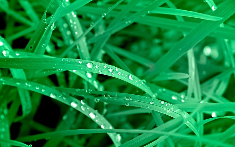 Dew drops on green grass