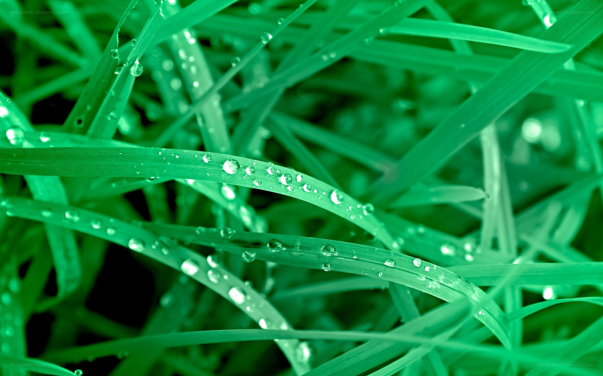 Dew drops on green grass
