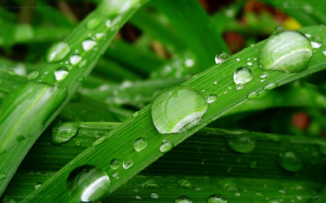 Dew drops on green grass