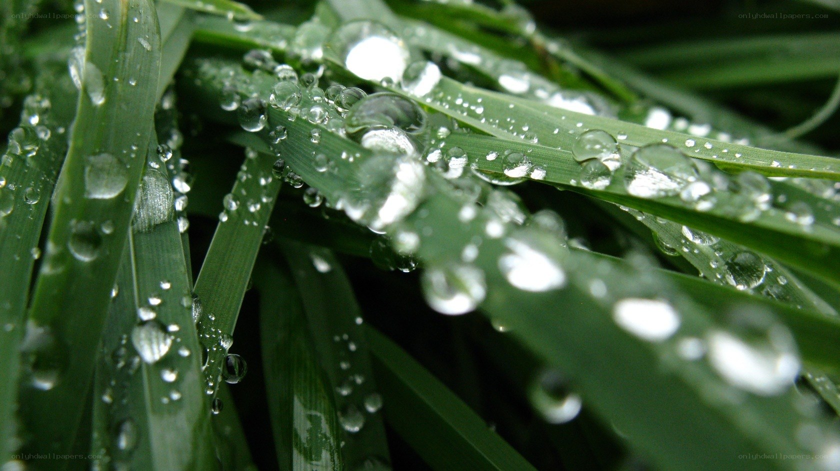 Dew drops on green grass