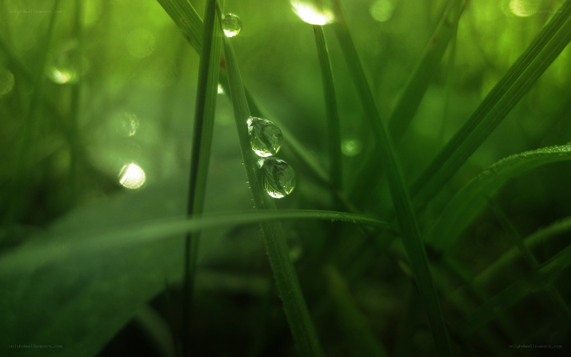 Dew drops on green grass