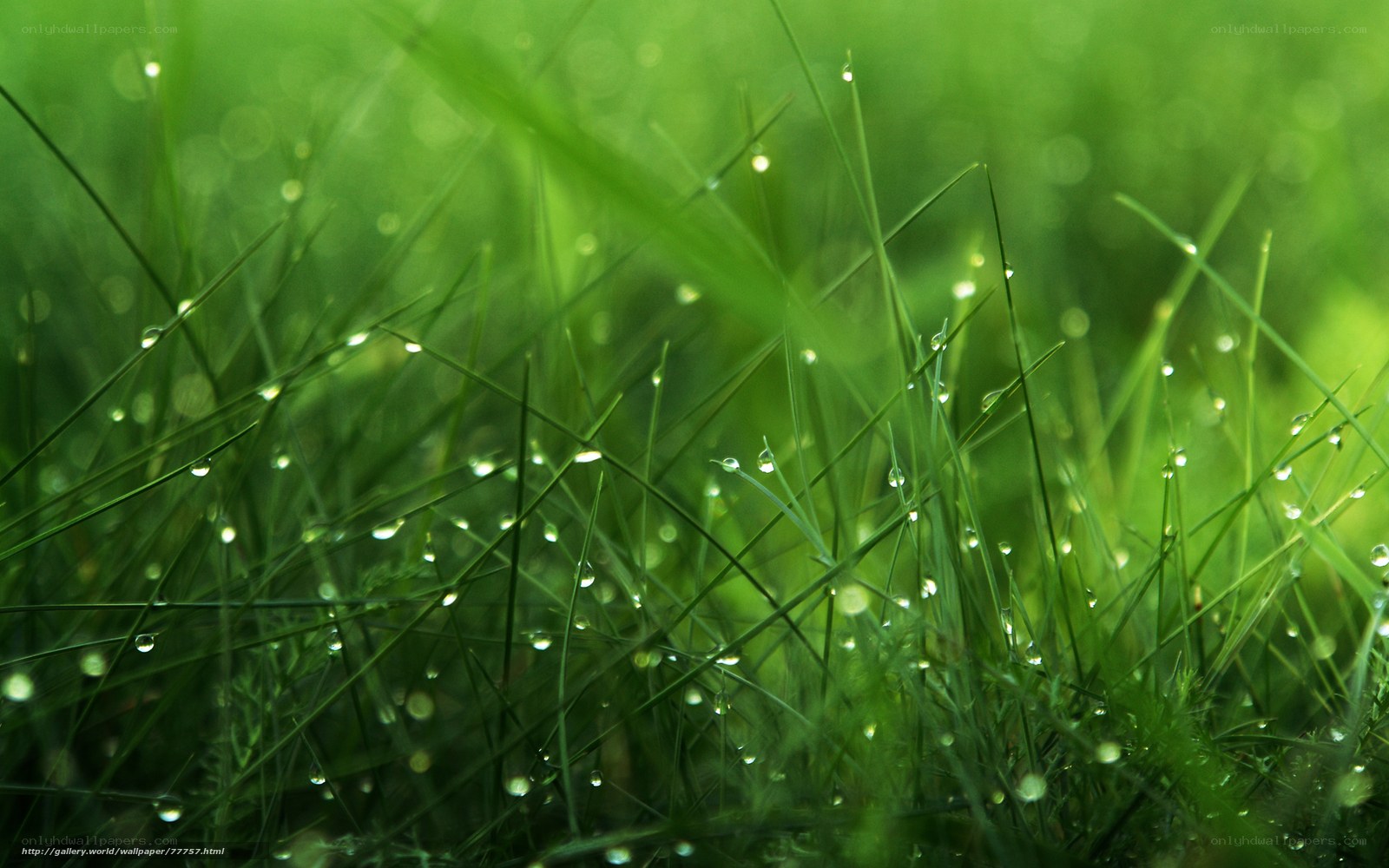Dew drops on green grass