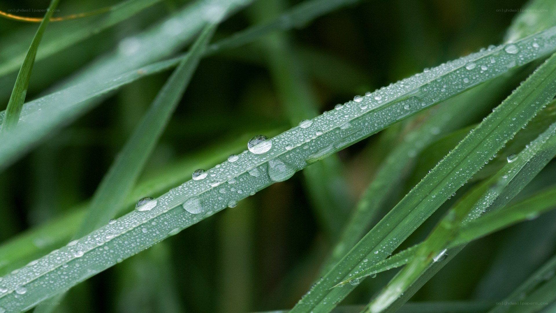 Dew drops on green grass