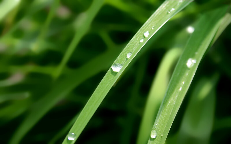 Dew drops on green grass