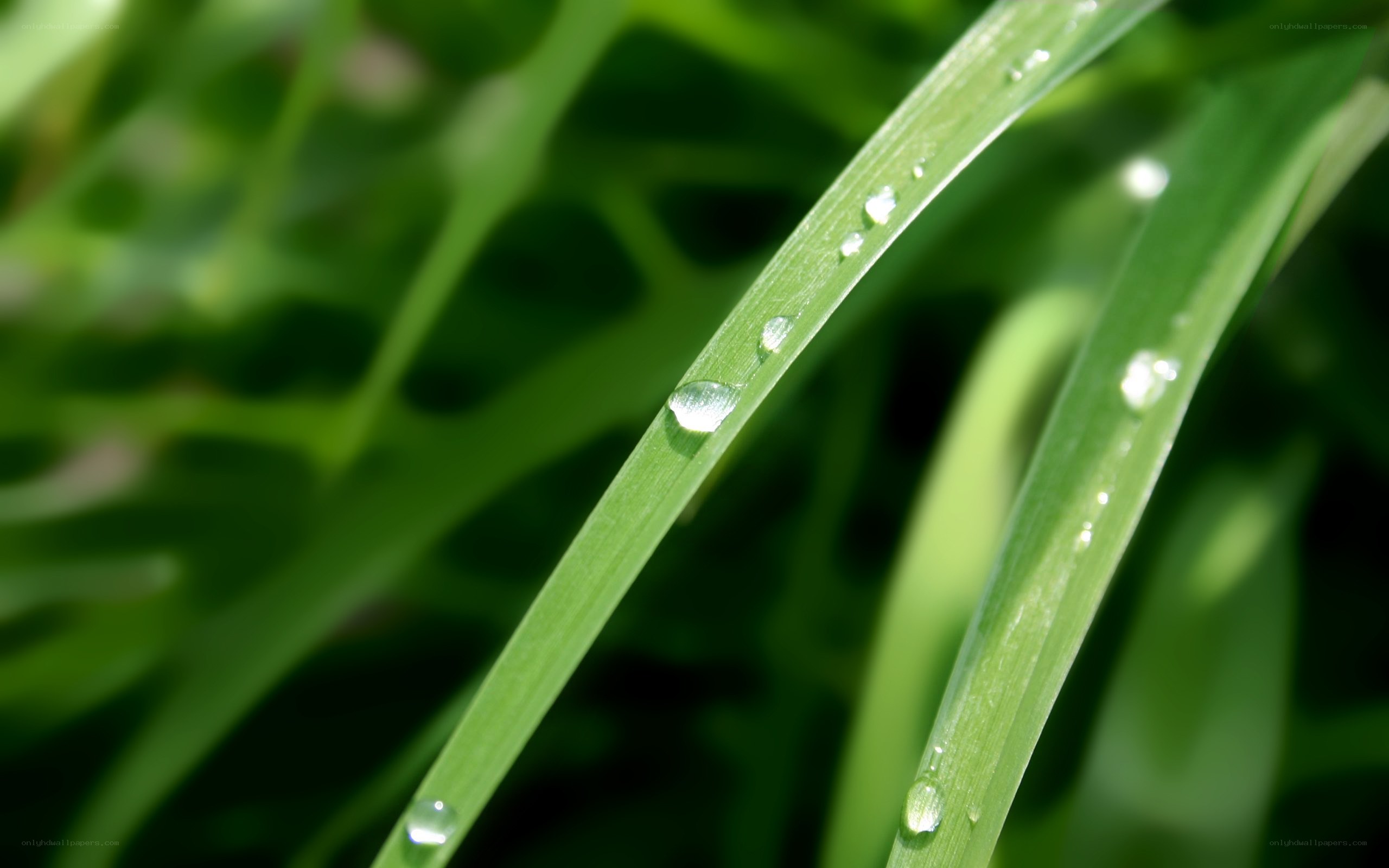 Dew drops on green grass