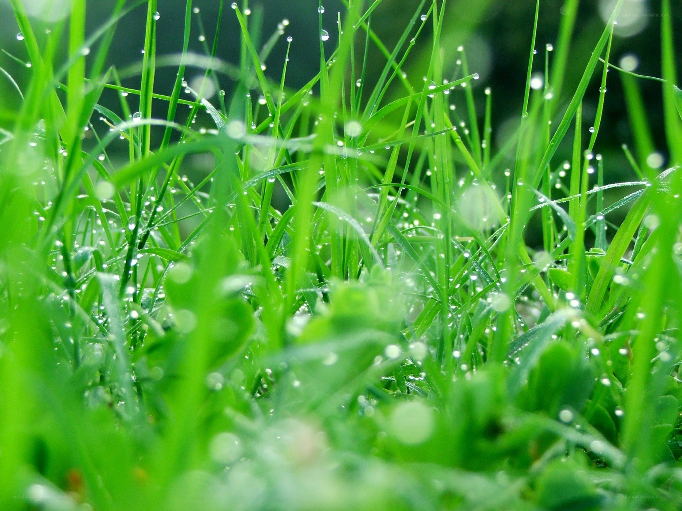 Dew drops on green grass