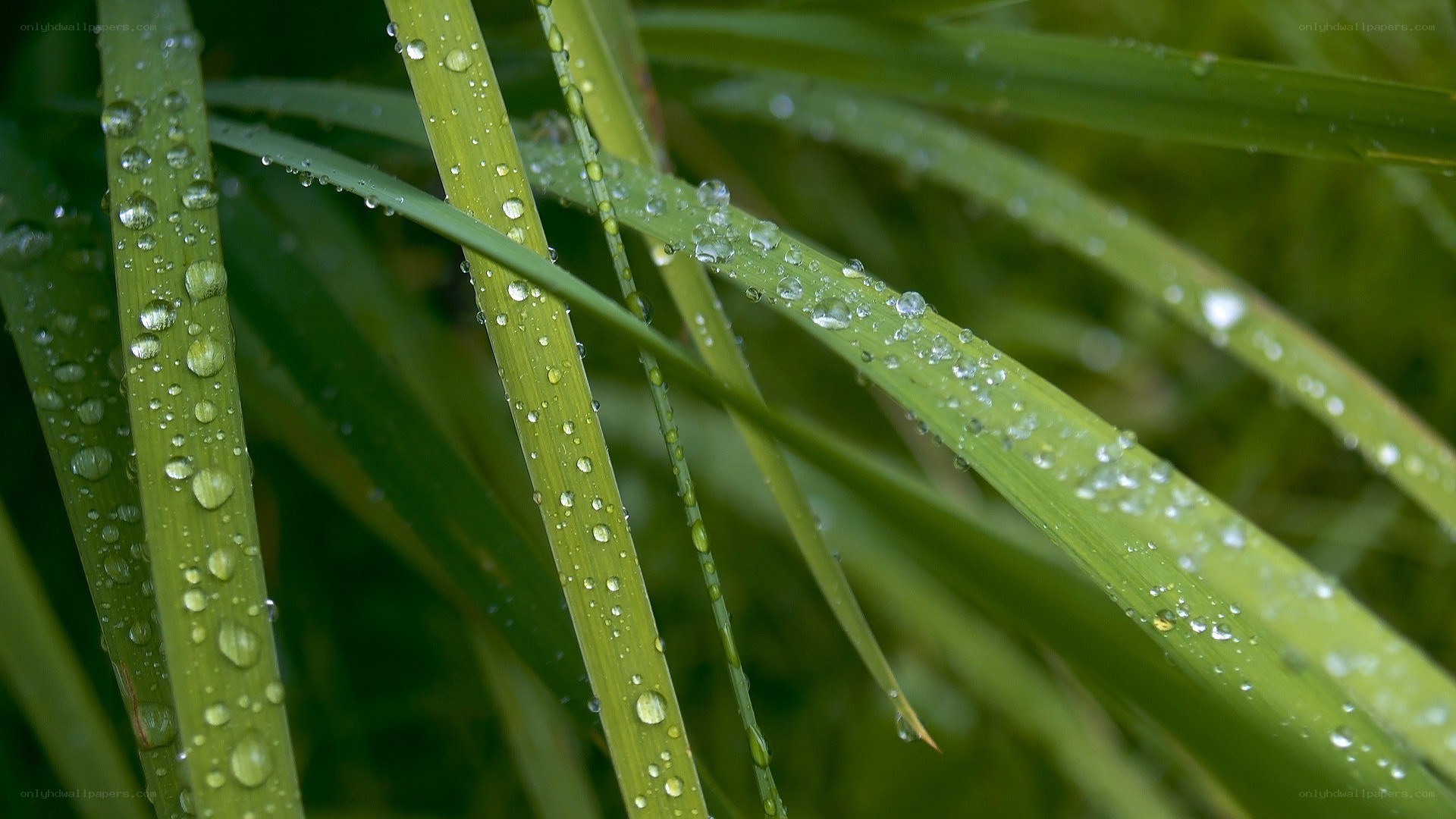 Dew drops on green grass