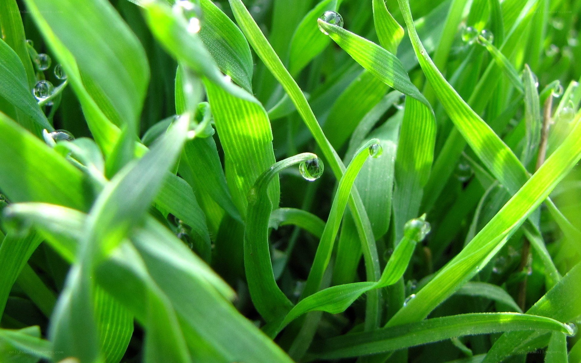 Dew drops on green grass