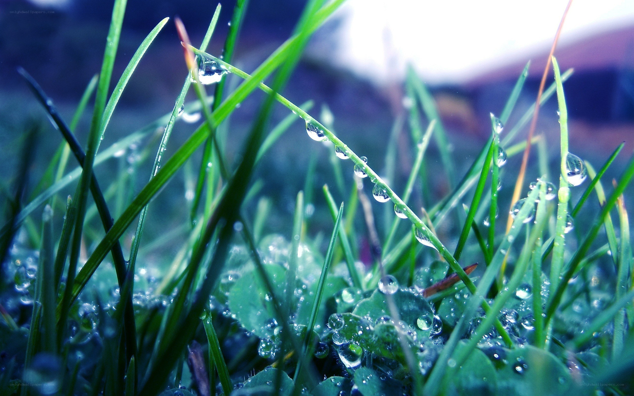 Dew drops on green grass