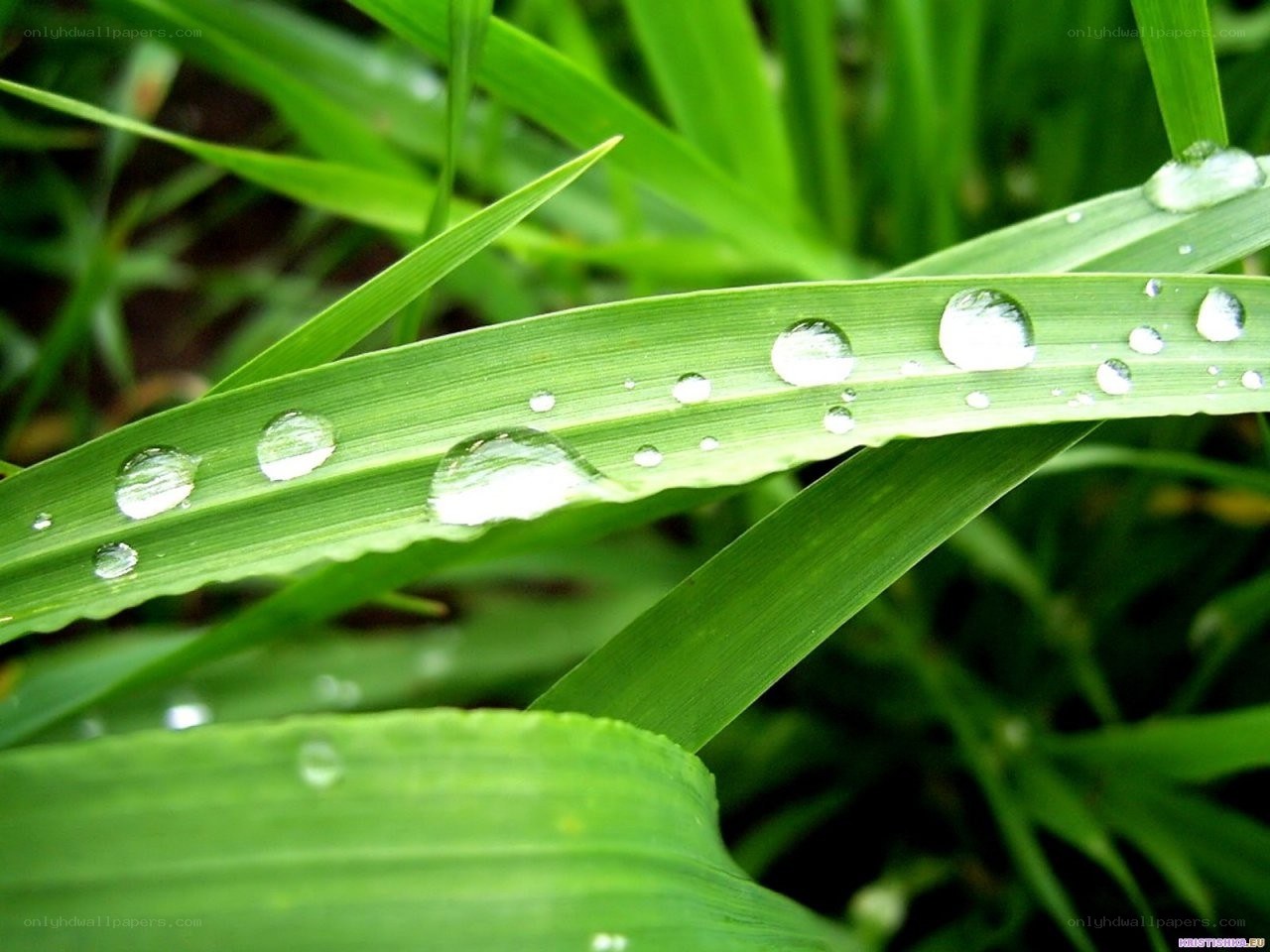 Dew drops on green grass