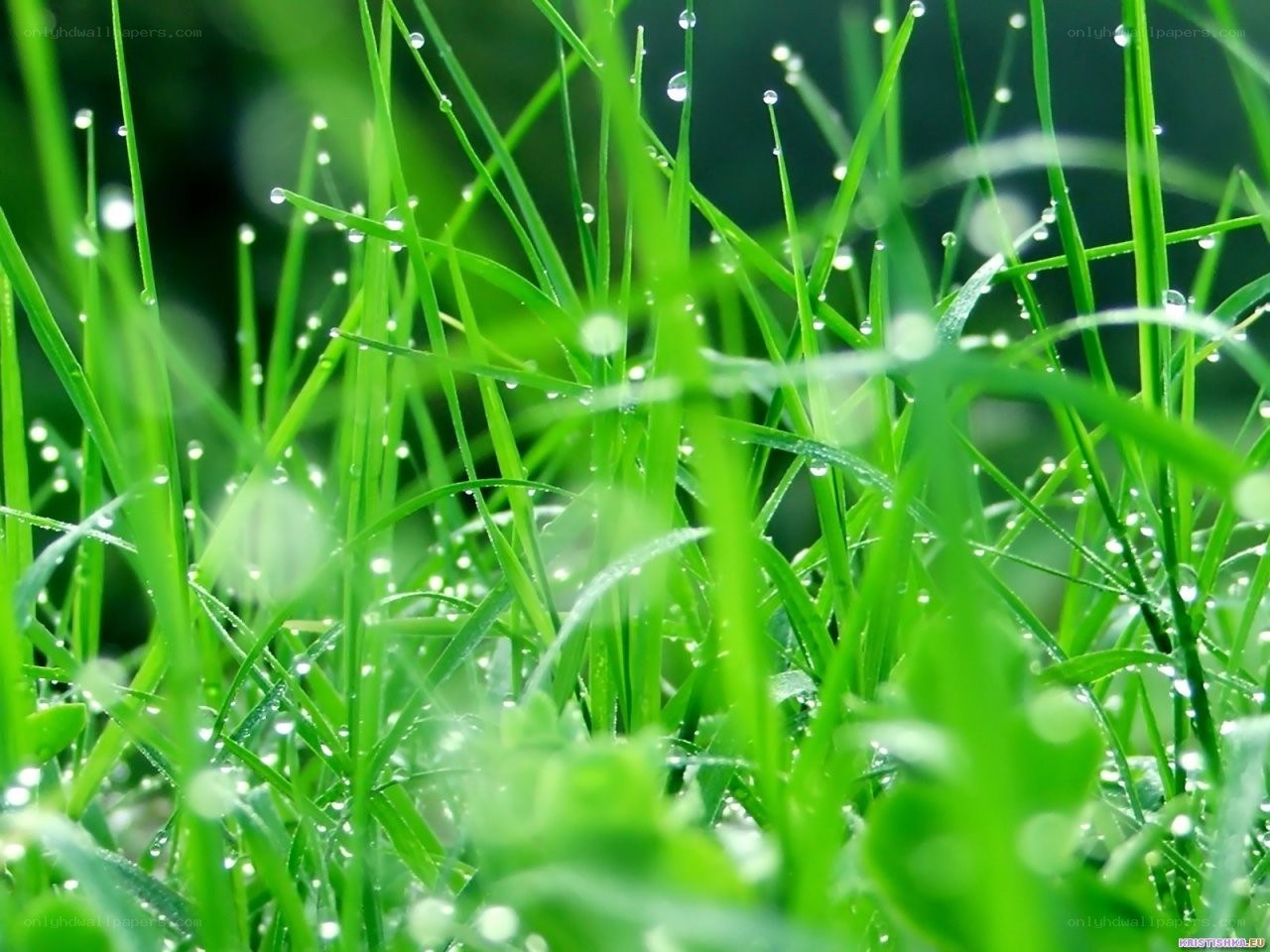 Dew drops on green grass