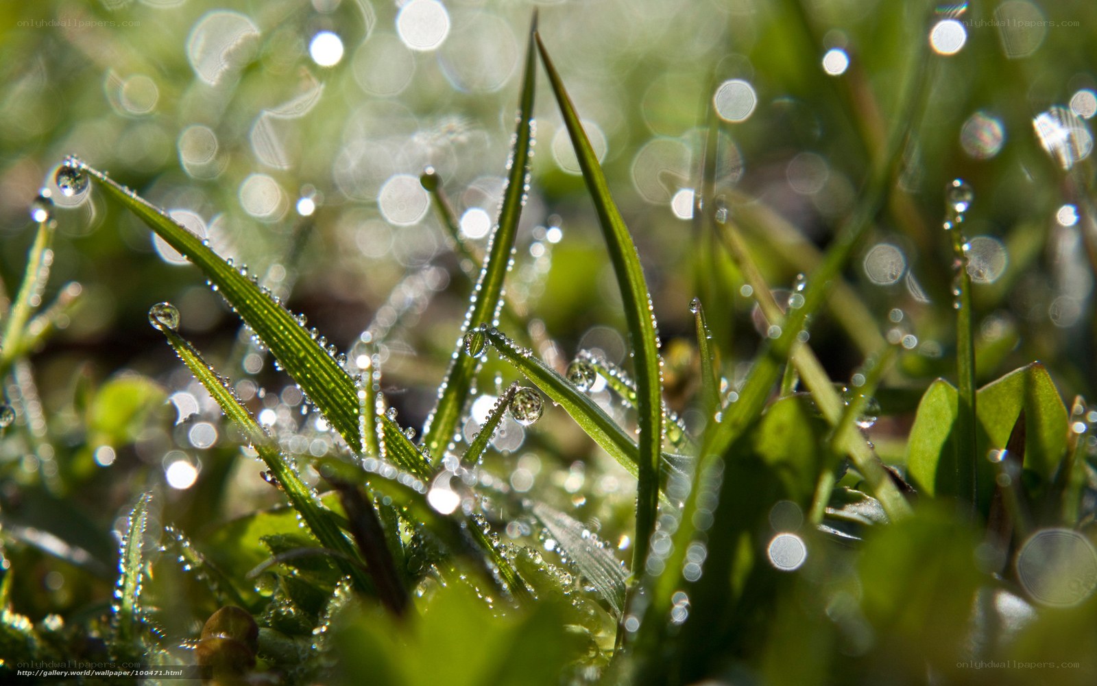 Dew drops on green grass