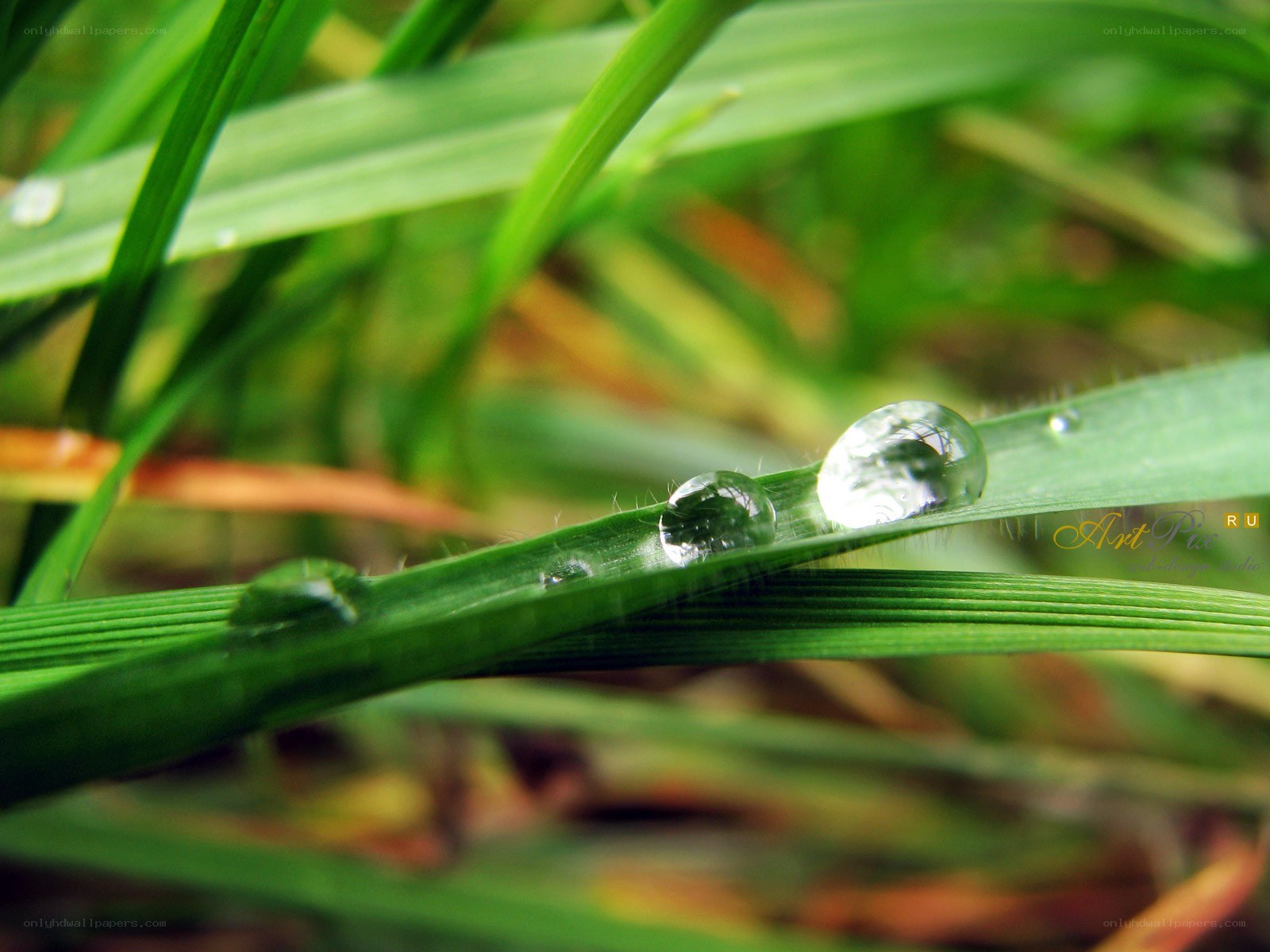 Dew drops on green grass