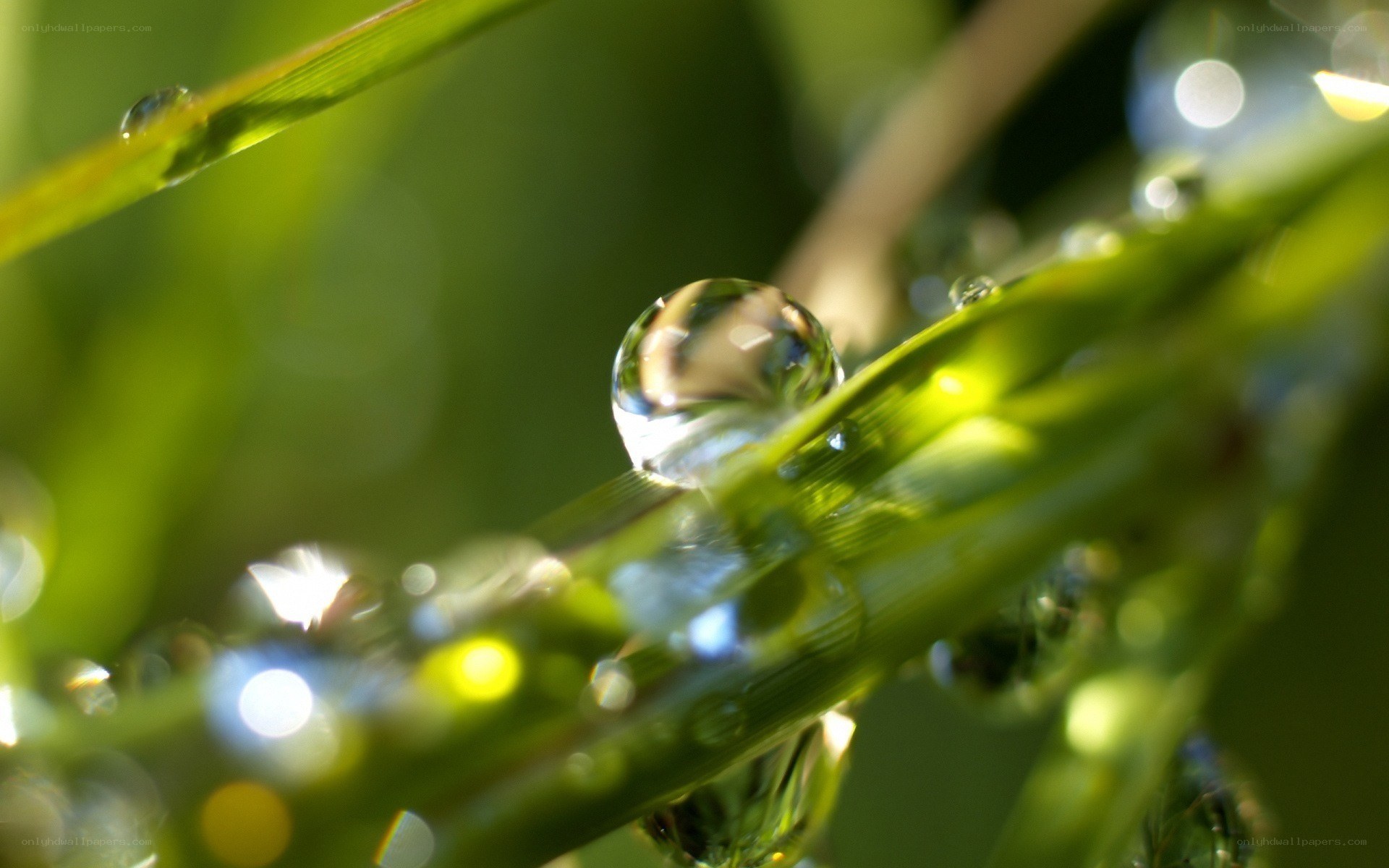Dew drops on green grass