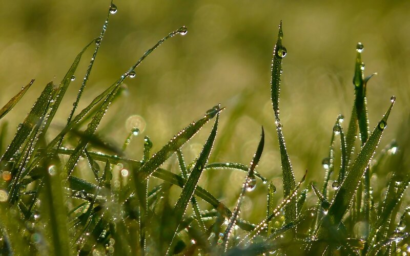 Dew drops on green grass