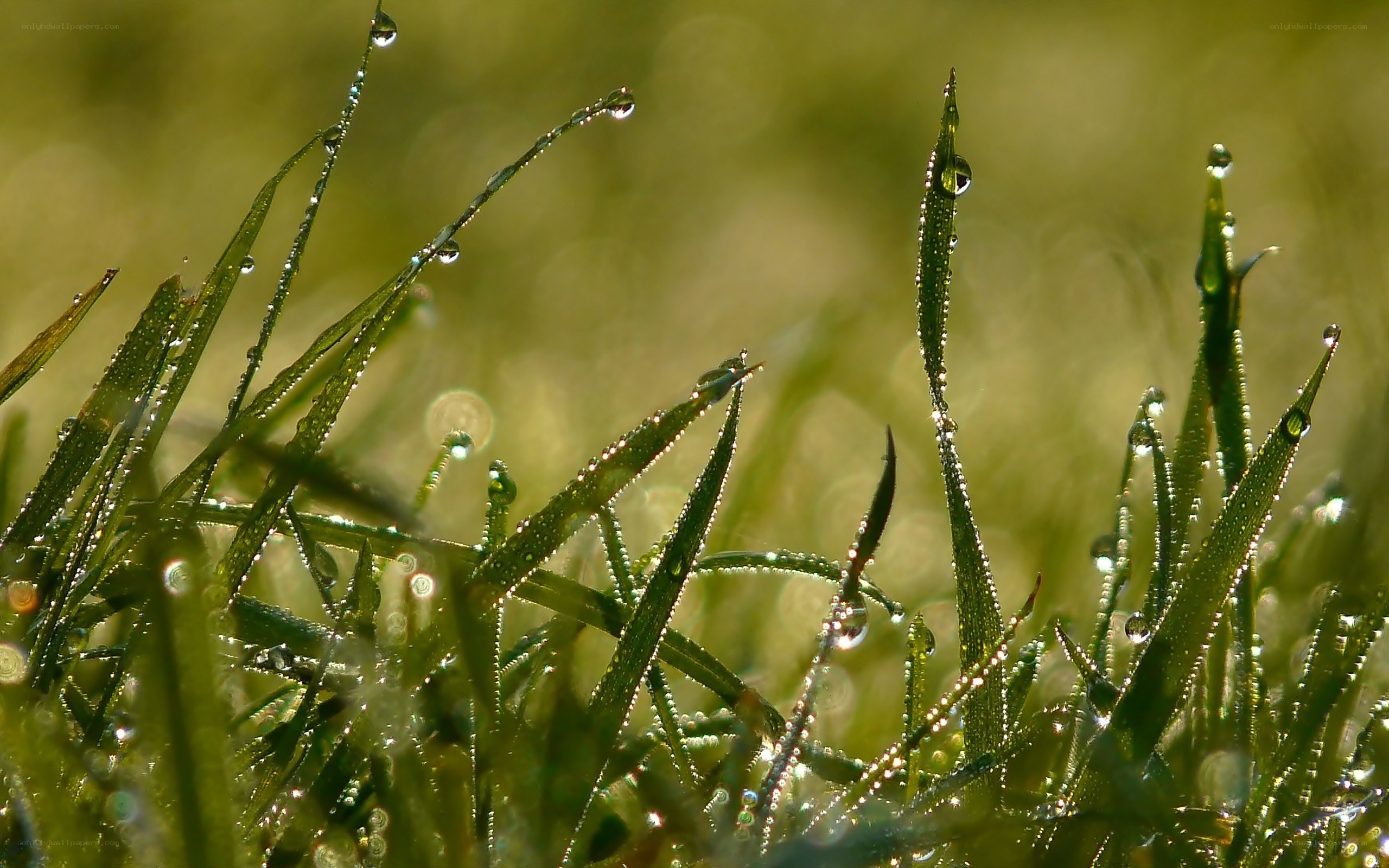 Dew drops on green grass