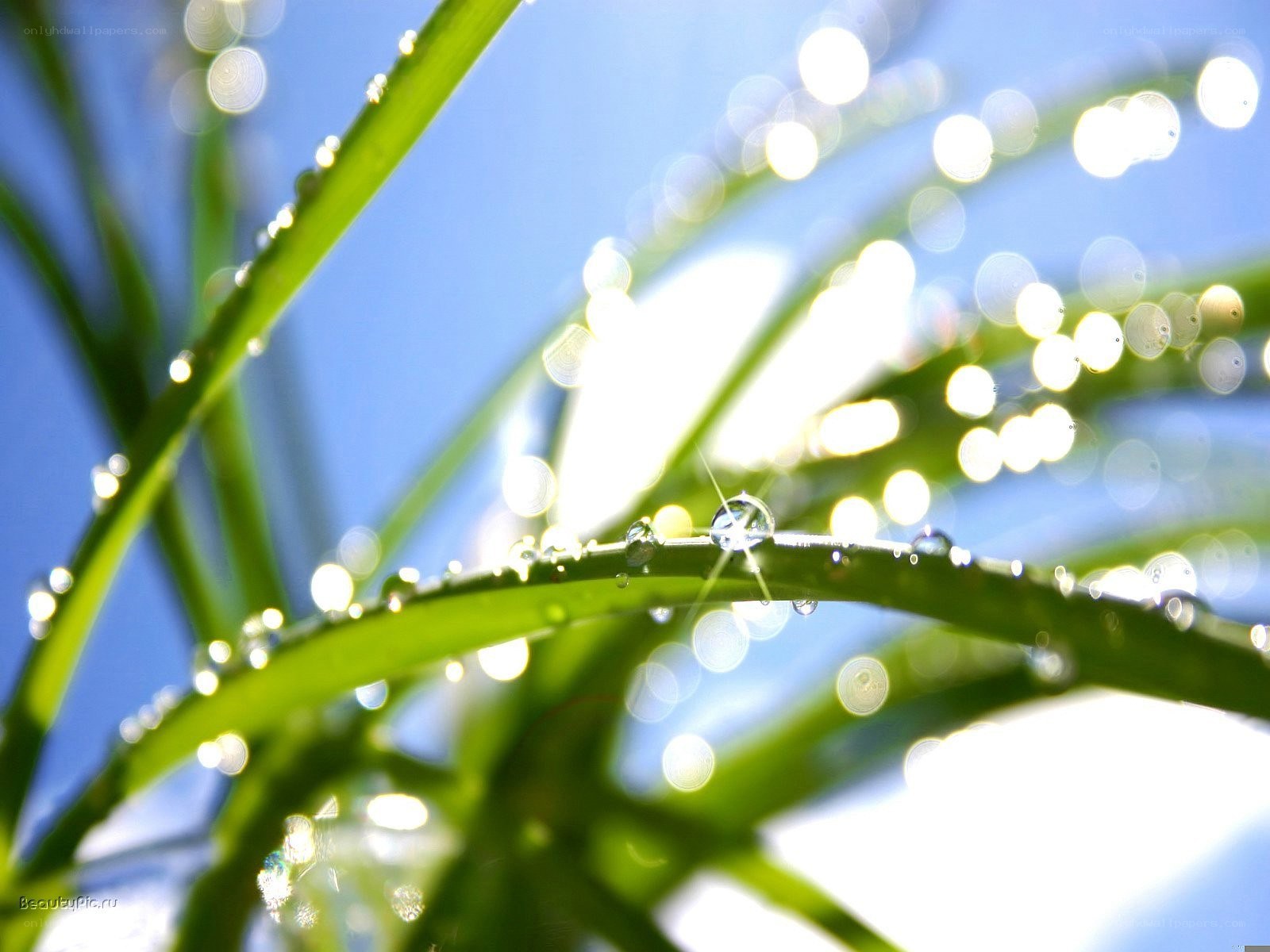 Dew drops on green grass
