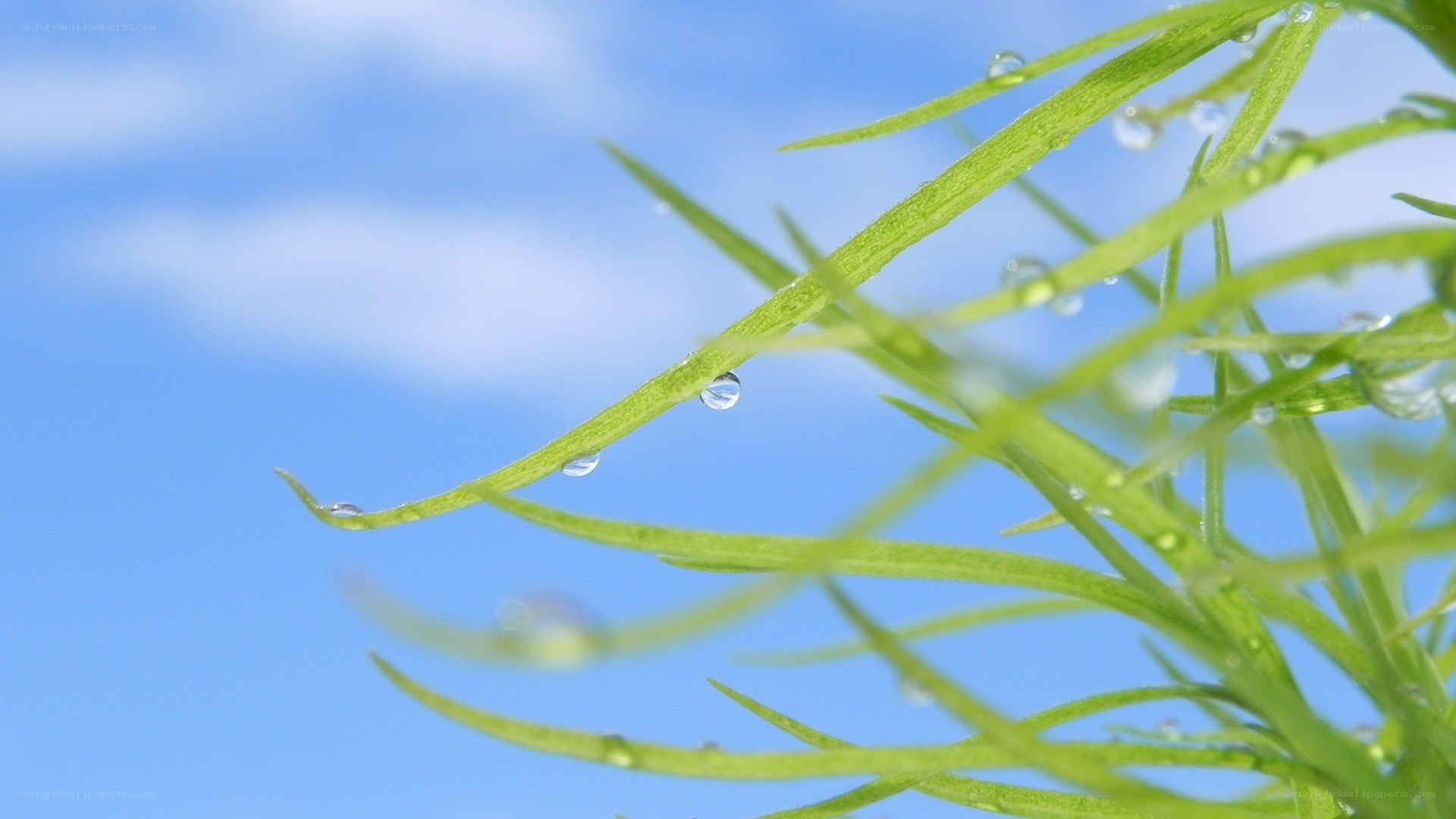 Dew drops on green grass