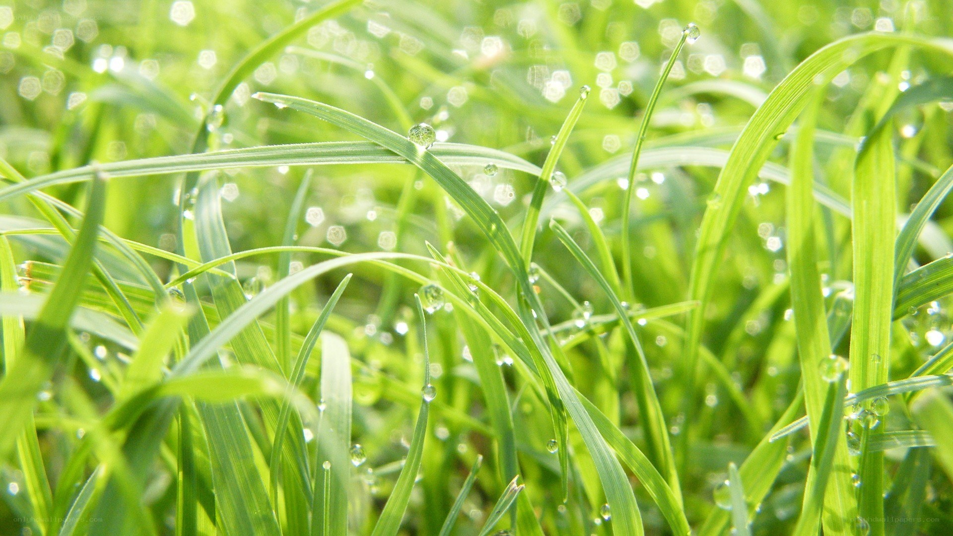 Dew drops on green grass
