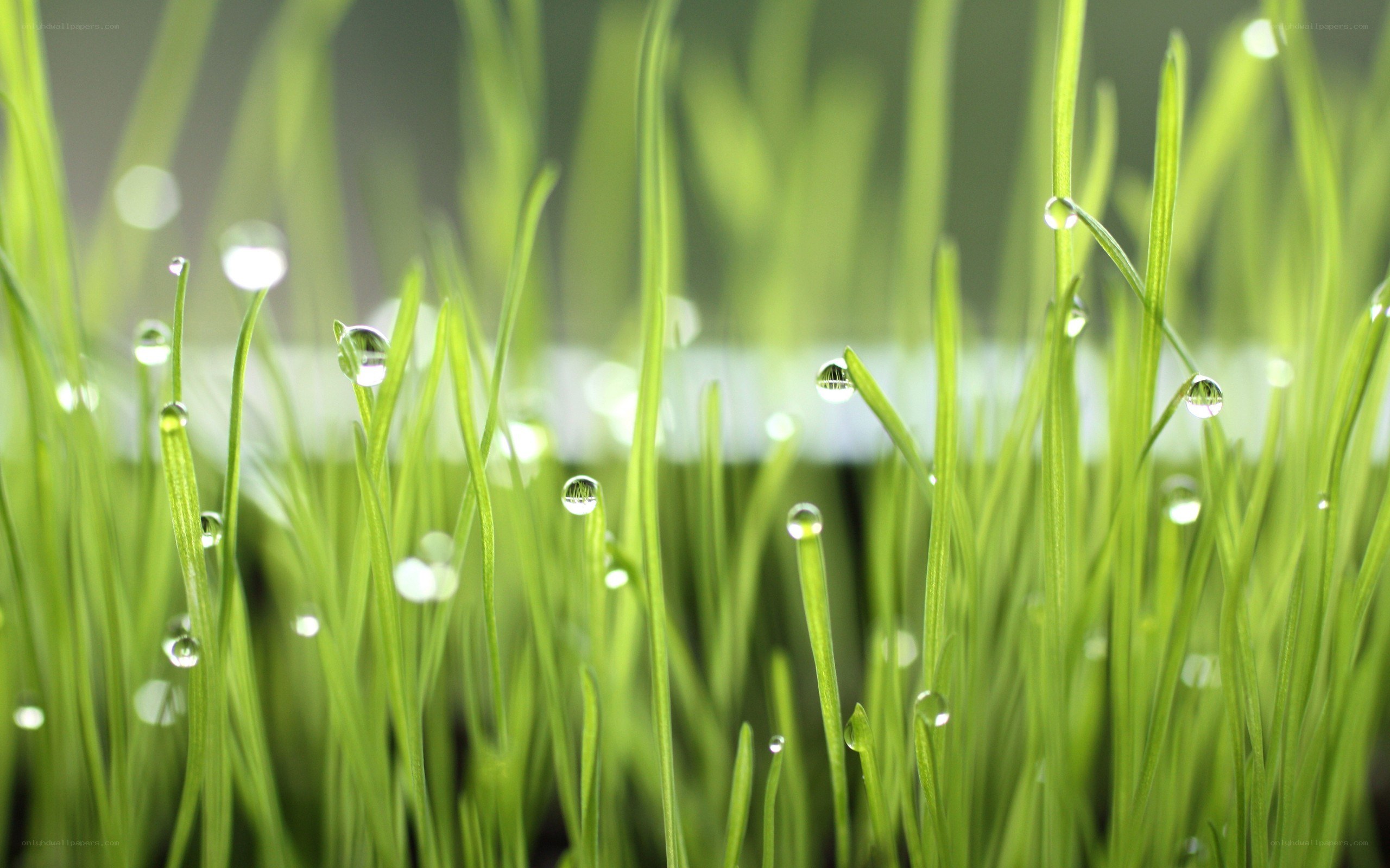 Dew drops on green grass